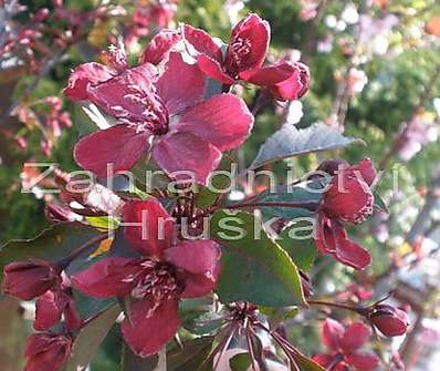 jabloň - Malus 'Royality'