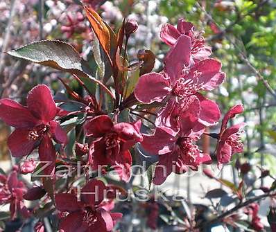 jabloň - Malus 'Royality'