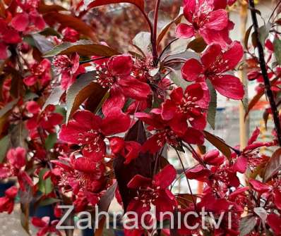 jabloň - Malus 'Royality'