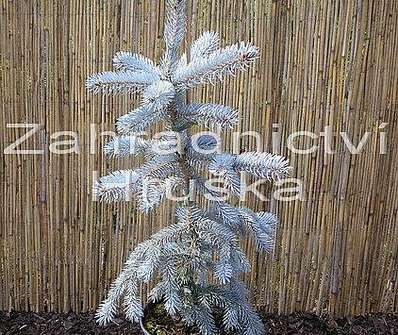 smrk - Picea pungens 'Hoopsii'.