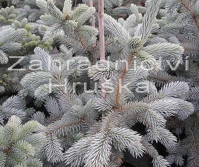 smrk - Picea pungens 'Hoopsii'.