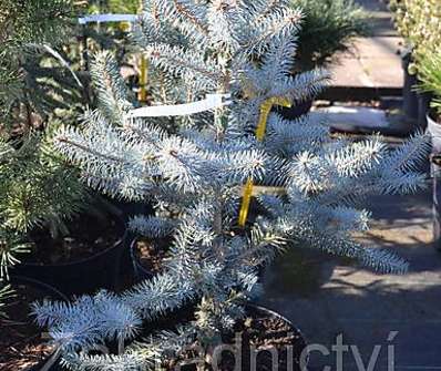 smrk - Picea pungens 'Hoopsii'.