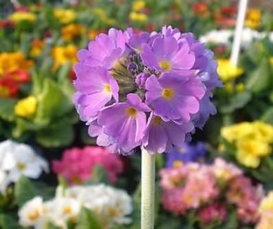 Primula denticulata