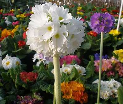 Primula denticulata