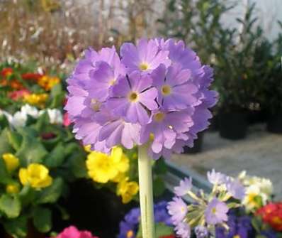 Primula denticulata