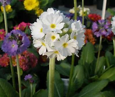 Primula denticulata
