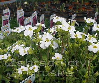 Arabis caucasica Little Treasure White
