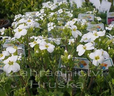 Arabis caucasica Little Treasure White