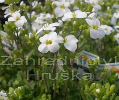 Arabis caucasica Little Treasure White