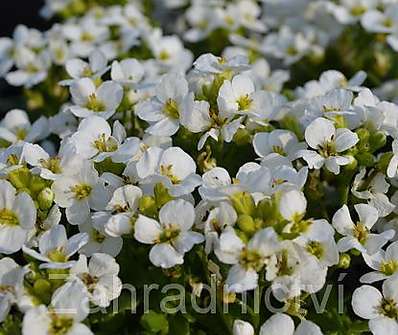 Arabis caucasica Little Treasure White