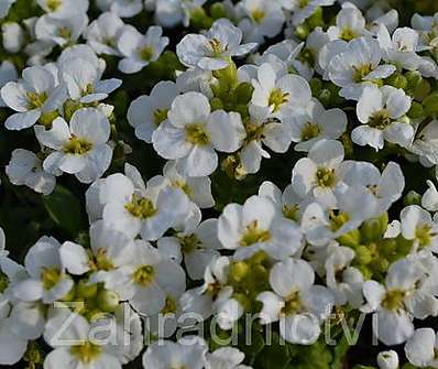 Arabis caucasica Little Treasure White
