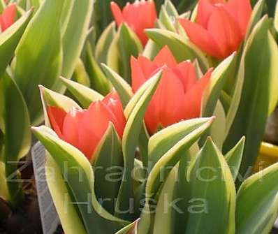 Tulipán