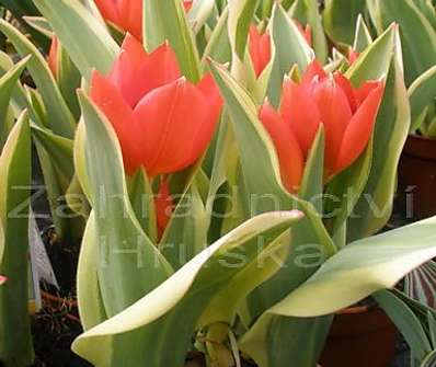 Tulipán