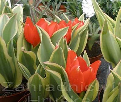 Tulipán