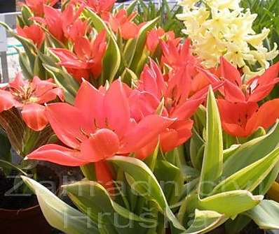 Tulipán