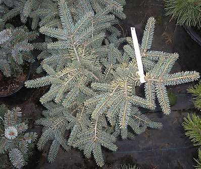 smrk - Picea pungens 'Nidiformis Kalouš'