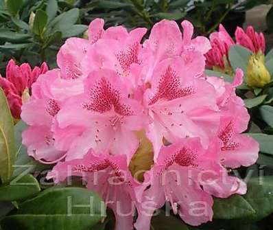 Rhododendron 'Cosmopolitan'