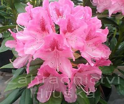 Rhododendron 'Cosmopolitan'