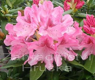 Rhododendron 'Cosmopolitan'