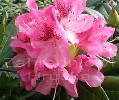 Rhododendron 'Cosmopolitan'