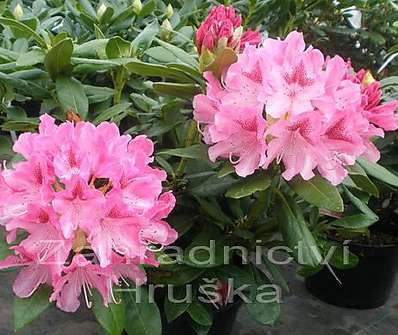 Rhododendron 'Cosmopolitan'