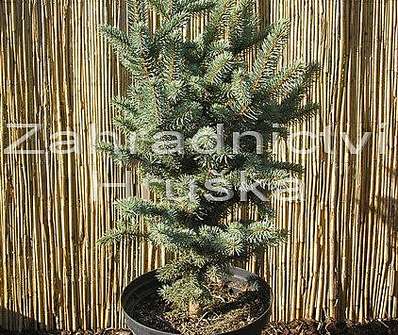 smrk - Picea pungens 'Retroflexa'