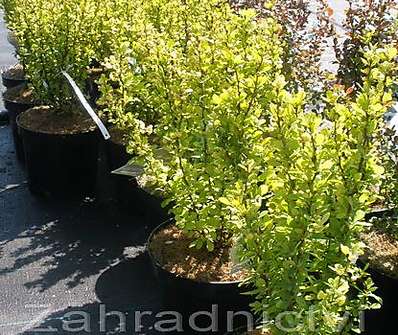 dřišťál - Berberis thunbergii 'Golden Rocket'