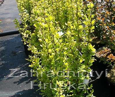 dřišťál - Berberis thunbergii 'Golden Rocket'