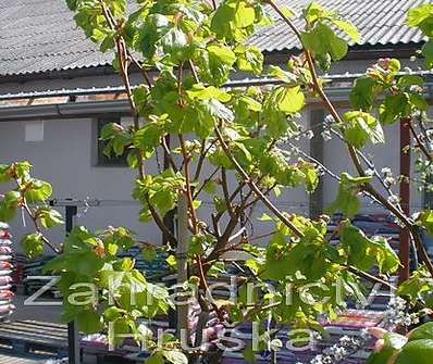 lípa - Tilia cordata 'Winter Orange'