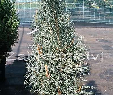 Borovice - Pinus sylvestris 'Fastigiata'