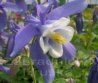 Aquilegia flabelata Ministar