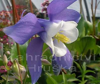 Aquilegia flabelata Ministar