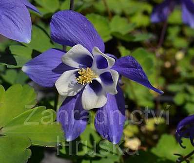 Aquilegia flabelata Ministar