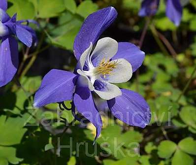 Aquilegia flabelata Ministar