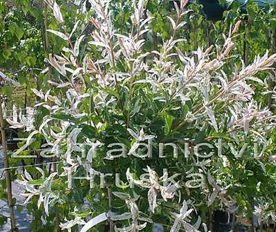 vrba - Salix integra 'Hakuro - Nishiki'.