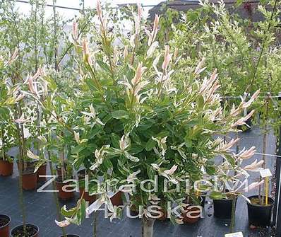 vrba - Salix integra 'Hakuro - Nishiki'.