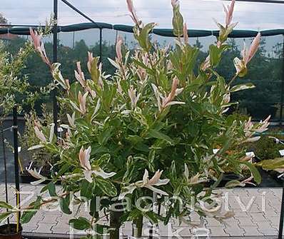 vrba - Salix integra 'Hakuro - Nishiki'.