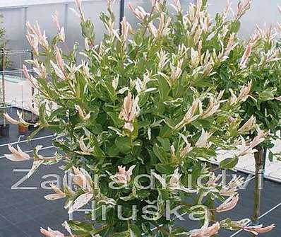 vrba - Salix integra 'Hakuro - Nishiki'.