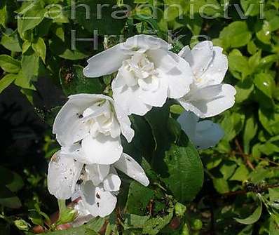 pustoryl - Philadelphus 'Manteau d´Hermine'