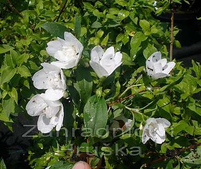 pustoryl - Philadelphus 'Manteau d´Hermine'