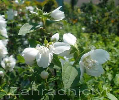 pustoryl - Philadelphus 'Manteau d´Hermine'