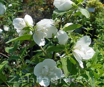 pustoryl - Philadelphus 'Manteau d´Hermine'