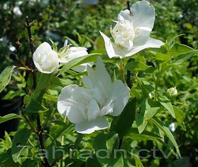 pustoryl - Philadelphus 'Manteau d´Hermine'
