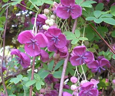 akebie - Akebia guenqifolia