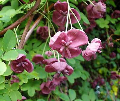 akebie - Akebia guenqifolia