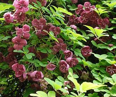 akebie - Akebia guenqifolia