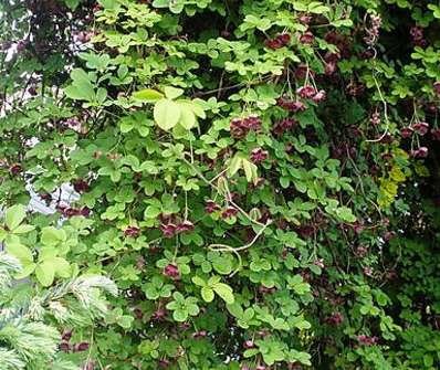 akebie - Akebia guenqifolia