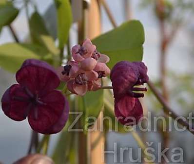 akebie - Akebia guenqifolia