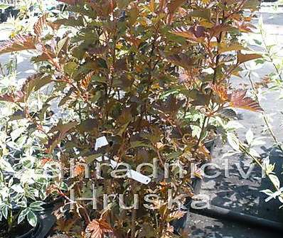 tavola - Physocarpus opulifolius 'Andre'