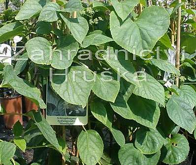 klanostěnka - Schizophragma hydrangeoides 'Moonlight'